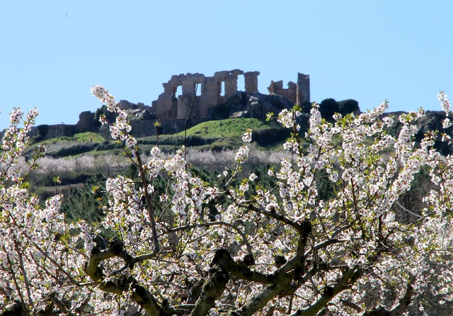 castelo amendoeiras em flor arvore tronco 1
